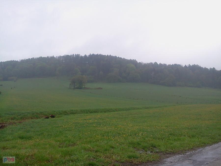 Łopuka na polu (być może to Simon und Juda)