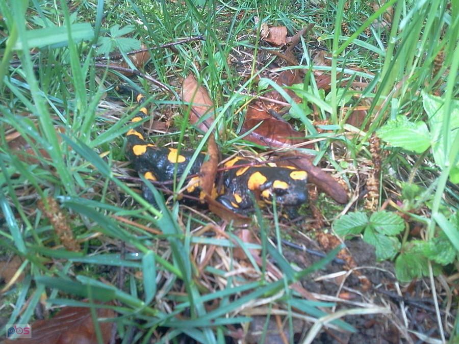 Salamandra na łące