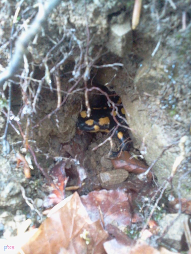 Salamandra w norce