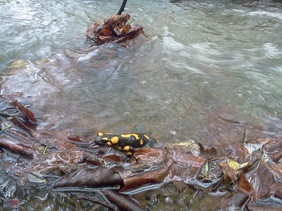 Salamandra w potoku