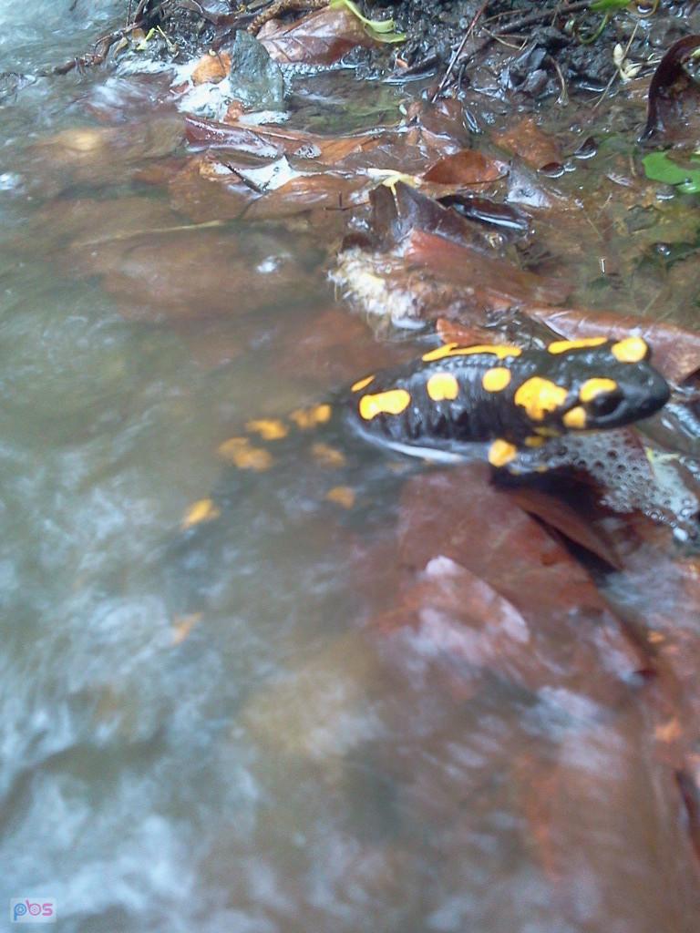 Salamandra w rzece