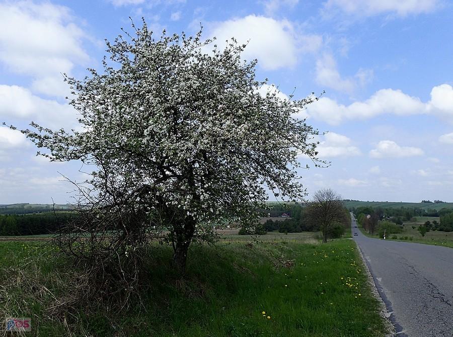 Kwitnąca jabłonka
