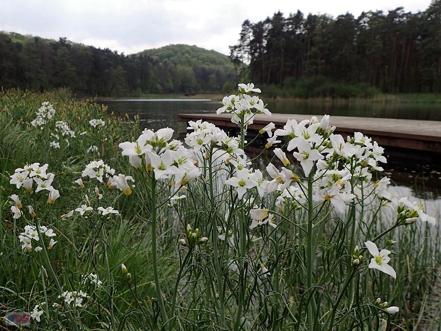 Staw Amerykan