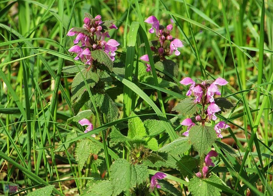 Jasnota purpurowa