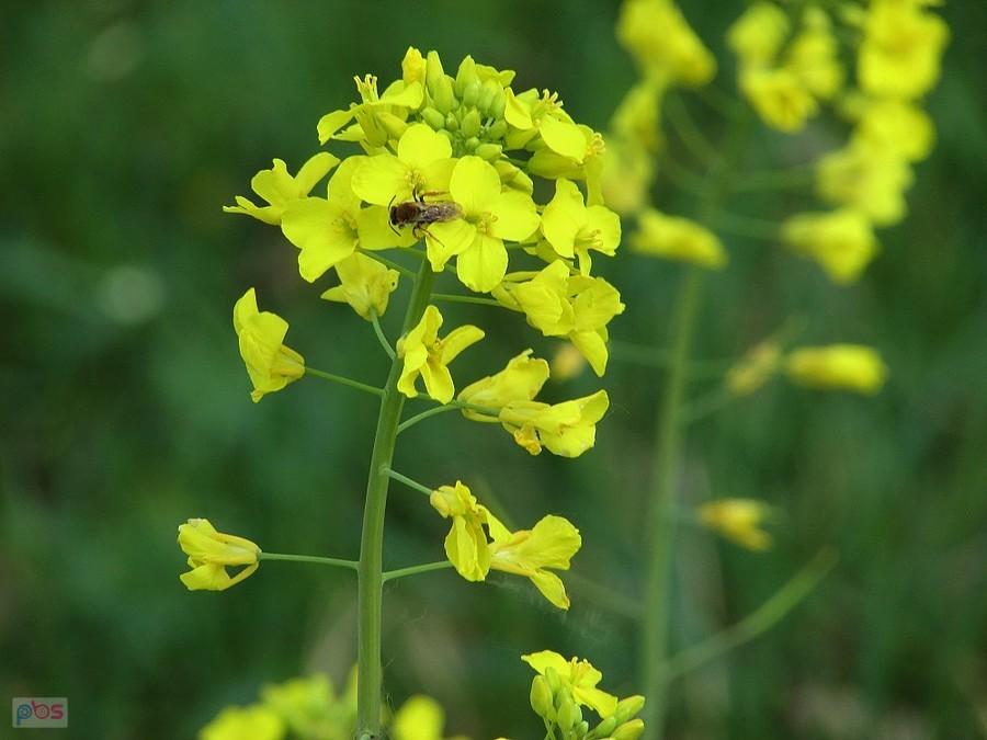 I pomyśleć, że z tej samej roślinki jest miód i paliwo do diesla