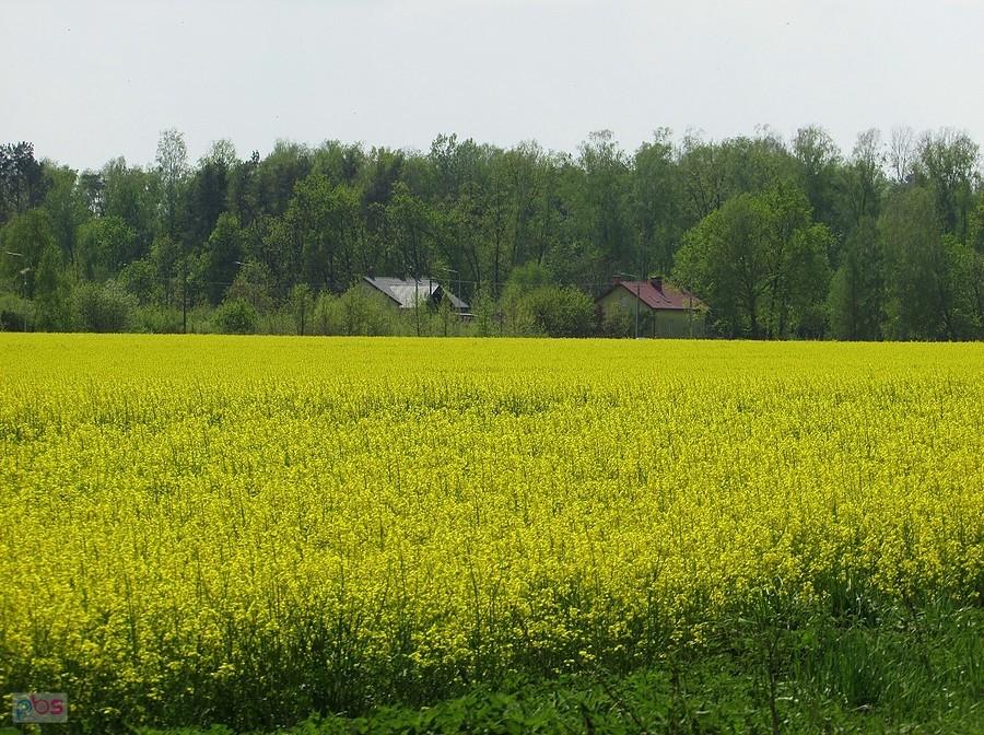 Na horyzoncie chatki w Słomczynie