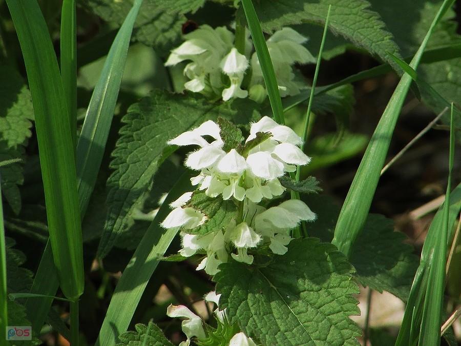 Jasnota biała