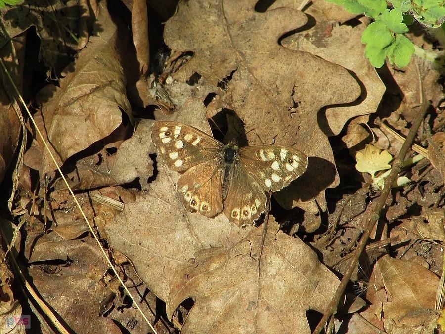 Rusałka - osadnik egeria i jej wręcz doskonały mimetyzm