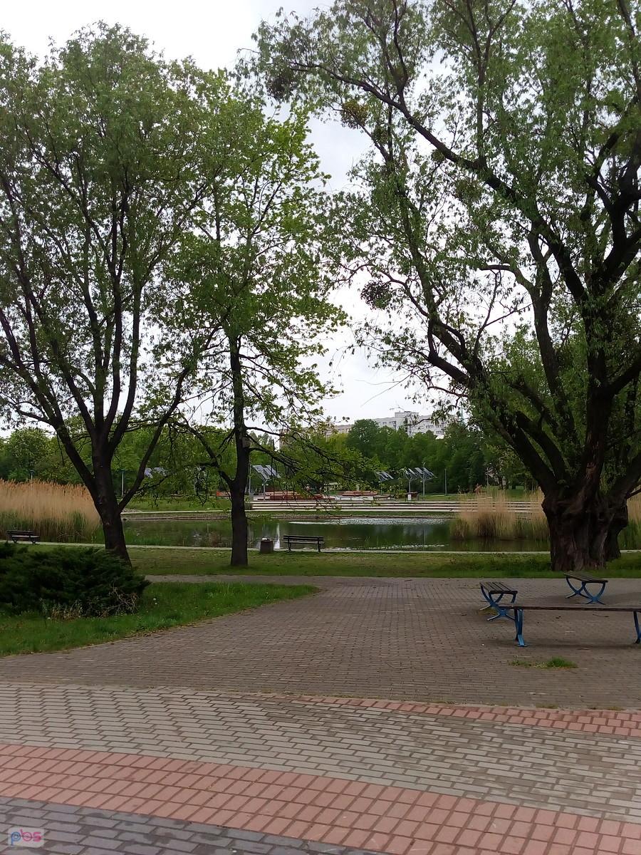 Staw w parku