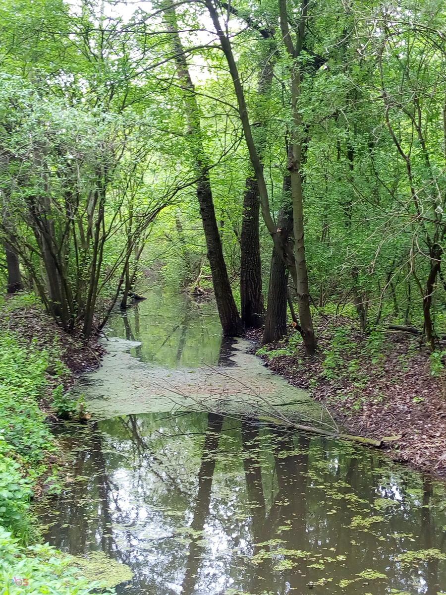 Rzeczka w lesie o tej porze roku jest zielona