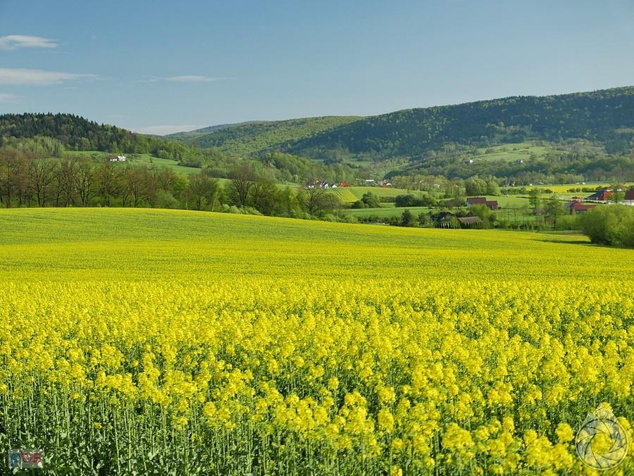 pierwsze rzepaki, pod Magurą