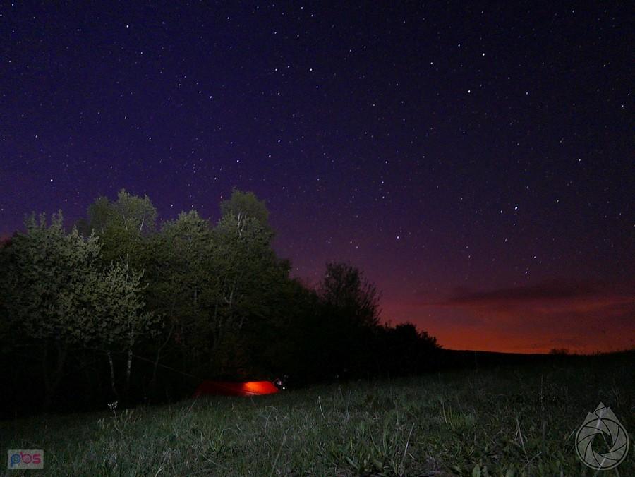 świecący tarpik pod lasem