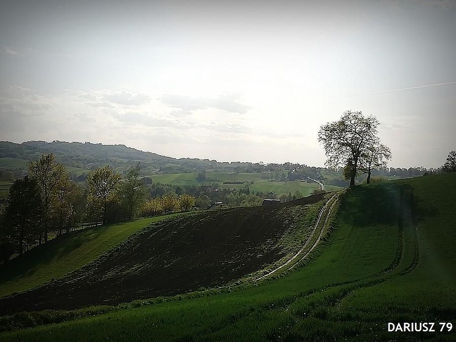 Dębno - Wiosna nabiera swych kolorów....