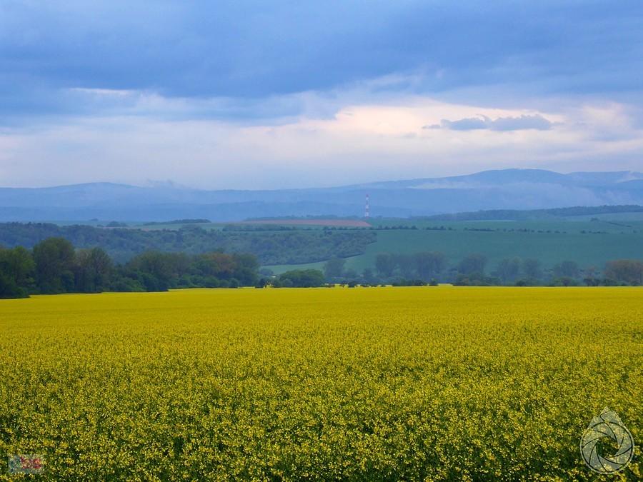 nieskończone pole rzepaków