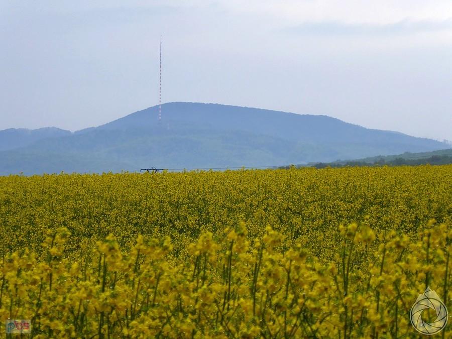 morze rzepaków pod Dubnikiem