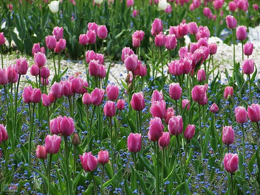 Tulipany w niezapominajkach