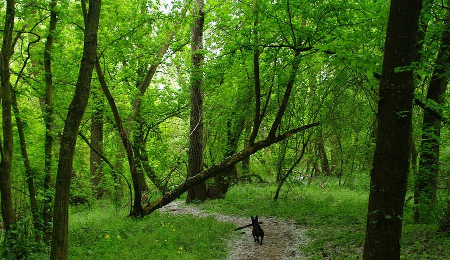 Kąt padania obliczony - Las Dębiński