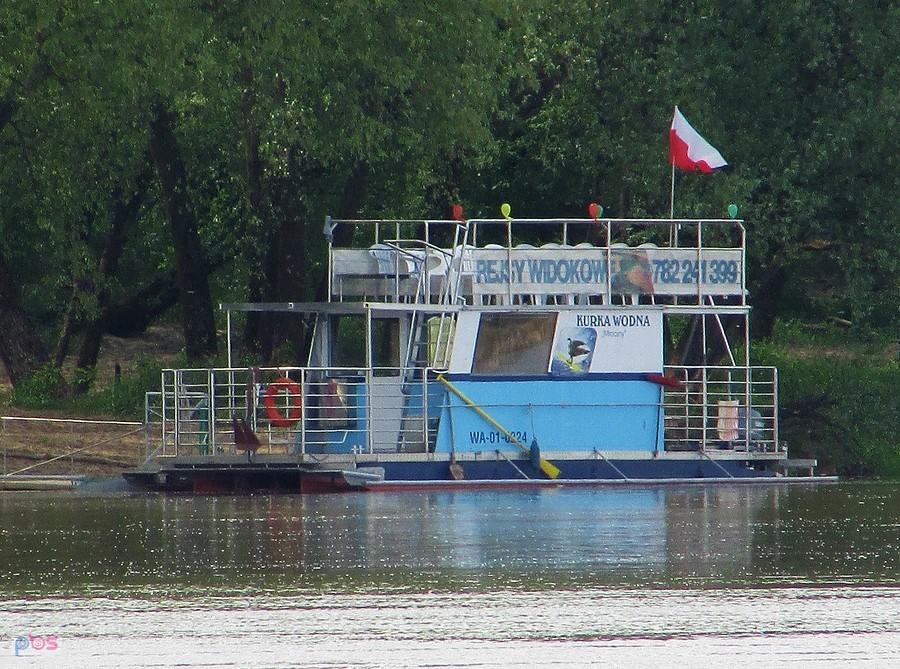 Kurka wodna na łomiankowskim brzegu