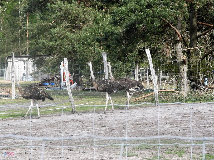 Strusie z miejscowości Blankensee.