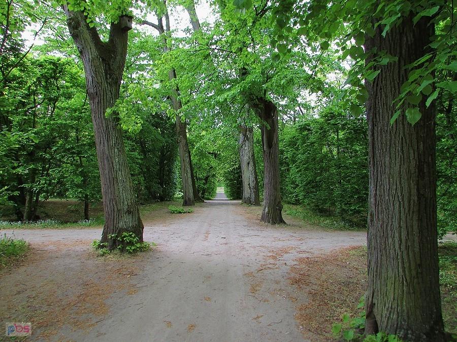 Nieborów - jedna z alejek ogrodu przypałacowego
