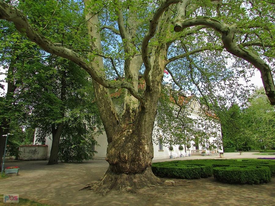 Platan przy pałacu w Nieborowie ma prawie 250 lat