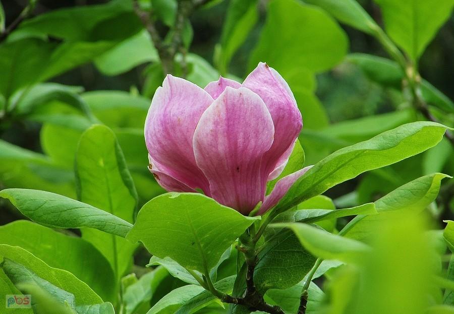 W Nieborowie kwitną jeszcze magnolie