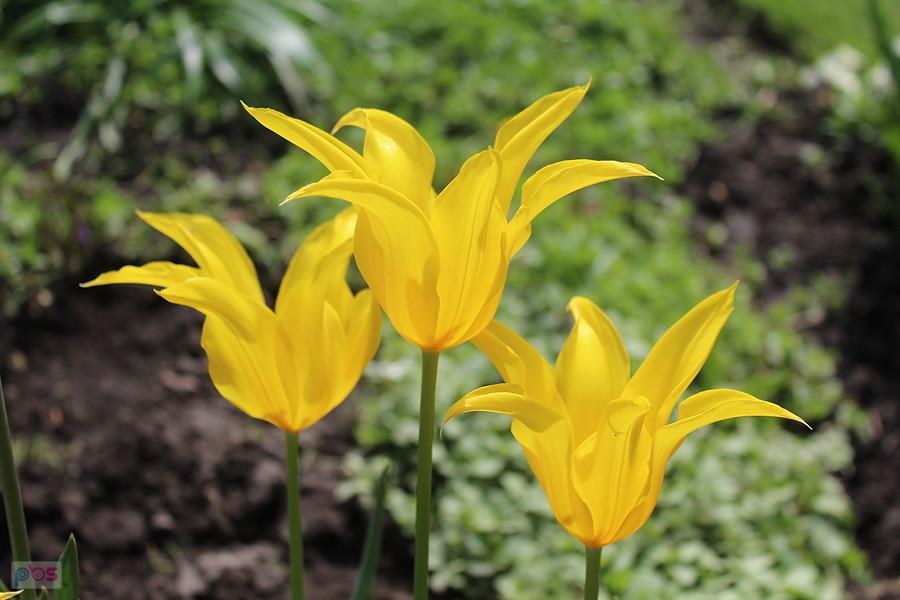 tulipany odchodzą na rok