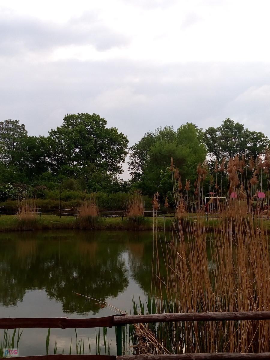 Staw w Borzęcinie