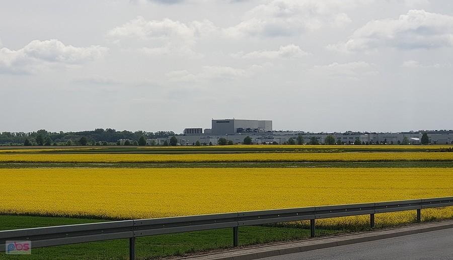 Rzepak w Golczewie