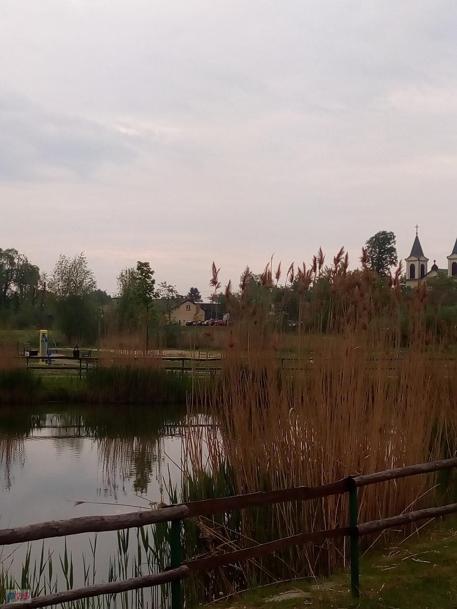 Staw w Borzęcinie