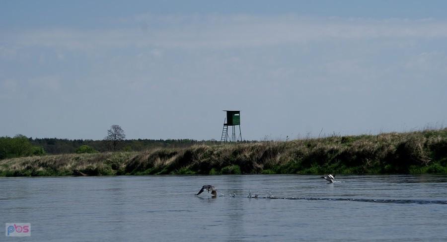Ptaki nad wodą