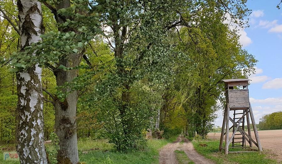 Drogą Warchlino - Dąbrowica