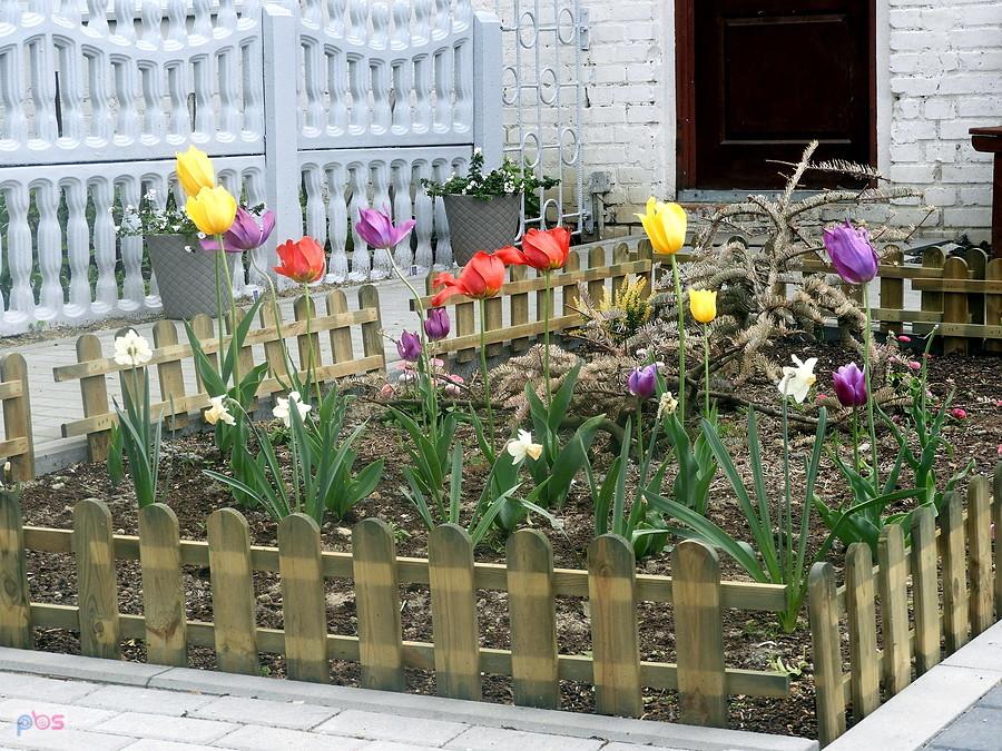Tulipany przed domem w Karwowie.