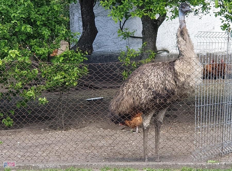 Kolega w Podańsku