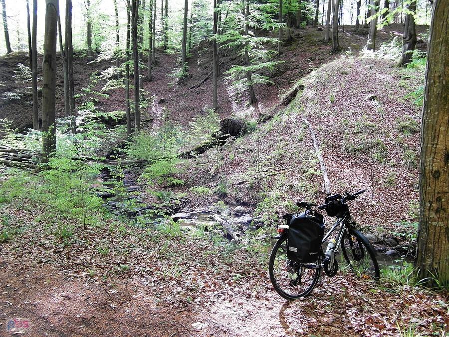 Rower trekkingowy na leśnej ścieżce w Wilczych Jarach