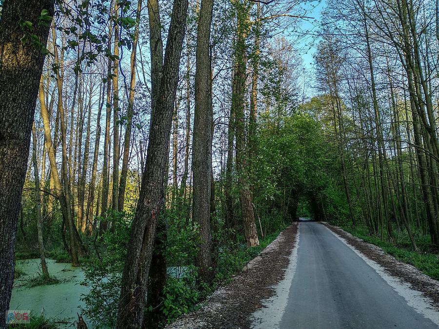 Piękny nowy asfalt leśny ;)