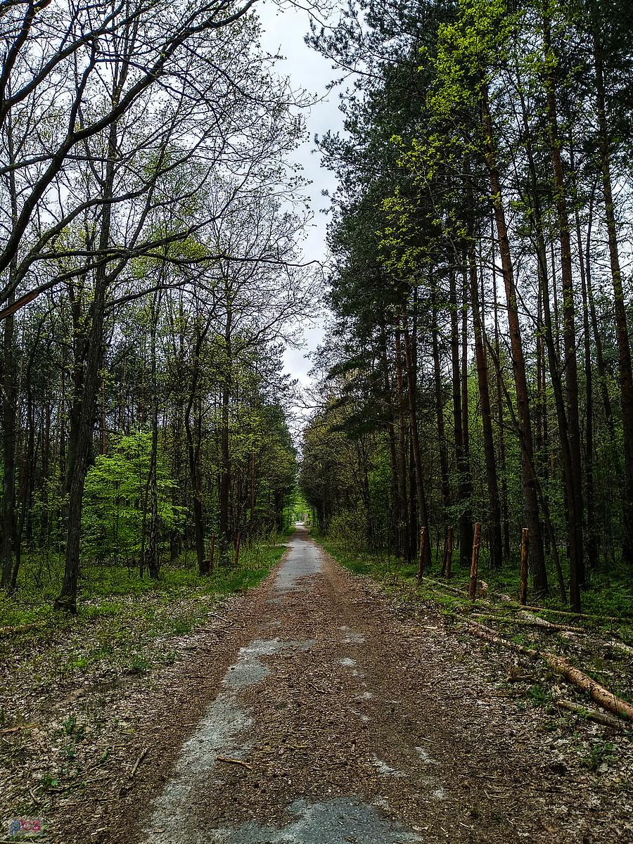 Pięknie ścieżki leśne