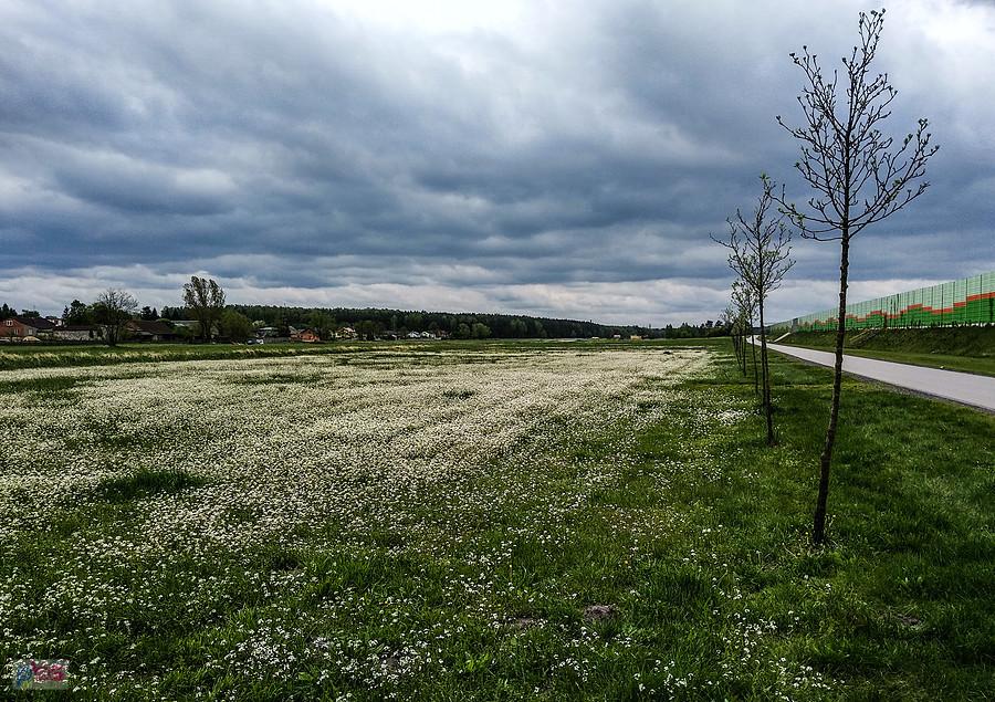 Kwitnąca łąka