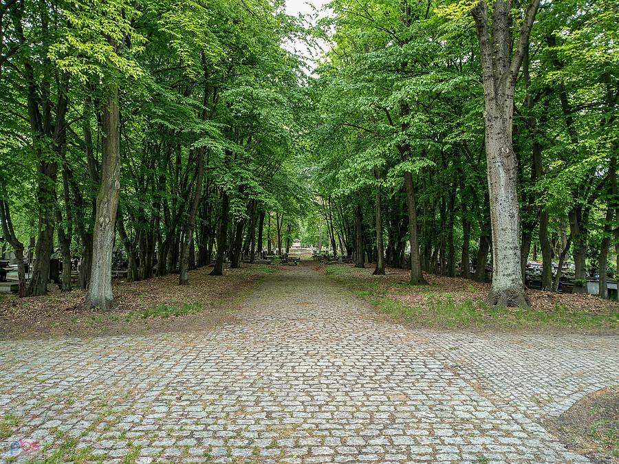 Cmentarz żydowski we Wrocławiu