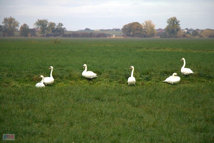 Na witkowskich łąkach