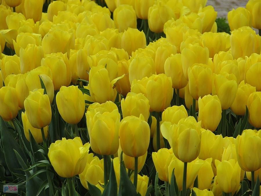Tulipany z ogrodu zamkowego