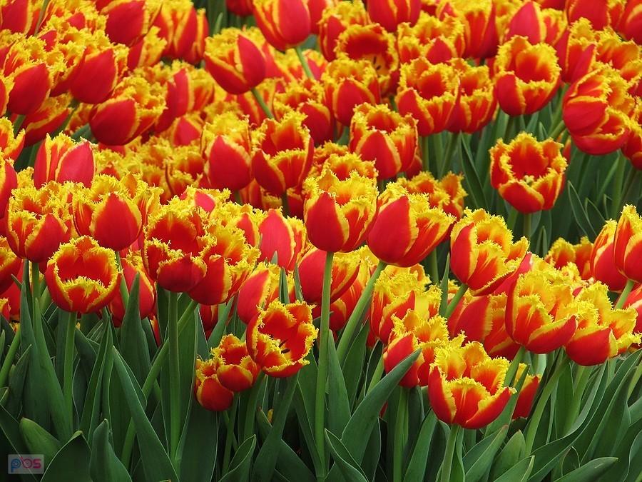 Tulipany w miejskich barwach