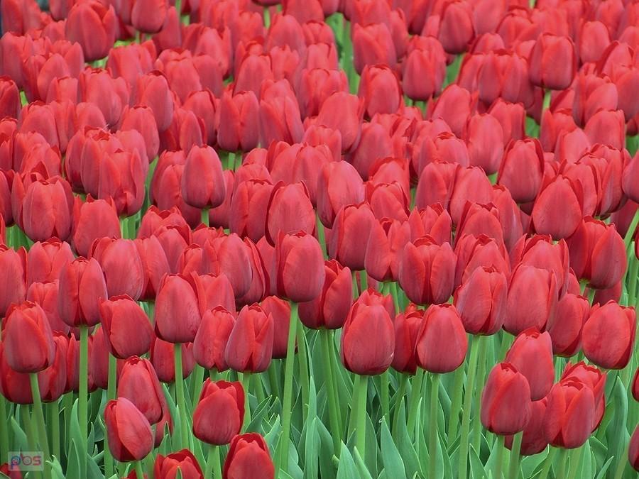 Przepiękne tulipany z ogrodu Zamku Królewskiego