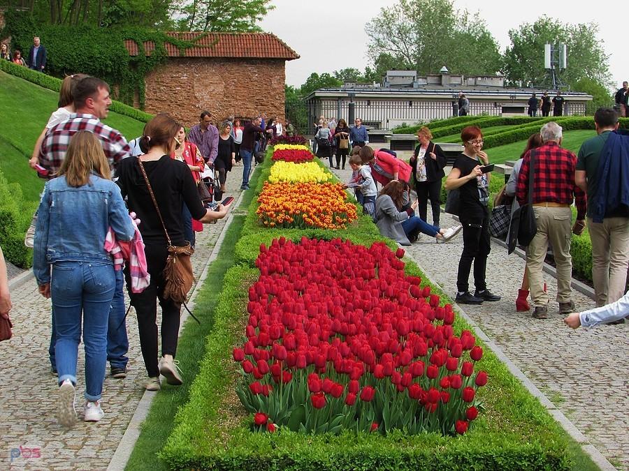 Zdjęcie z tulipanami jest obowiązkowe