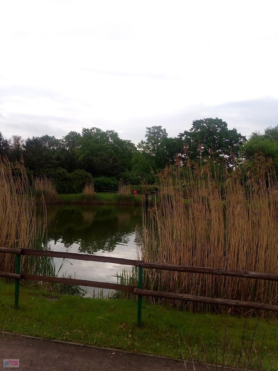 Staw w Borzęcinie