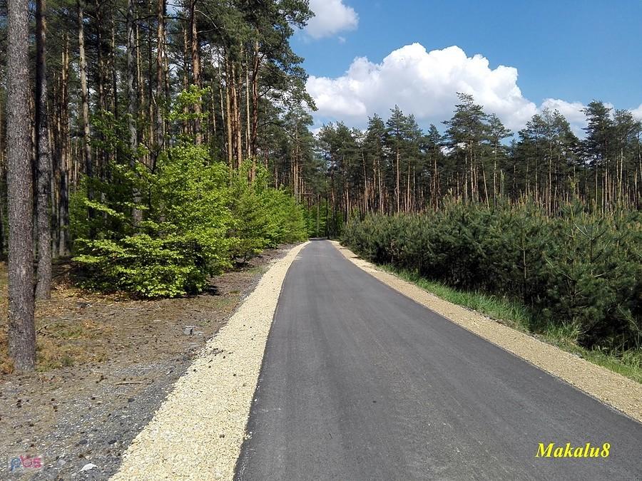 Nowy asfalt w środku lasu