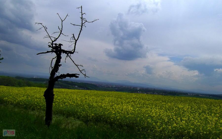 Czas uciekać! W powietrzu czuć burzę