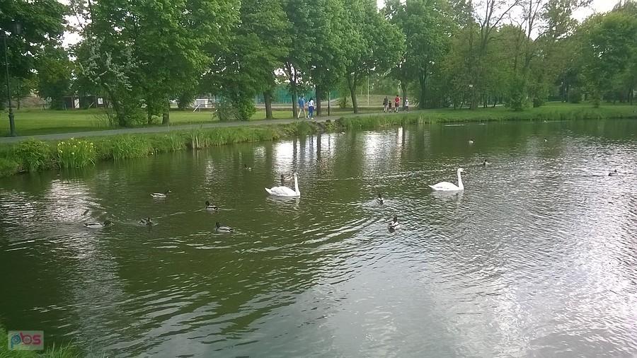 Na jednym ze stawów w Blachowni