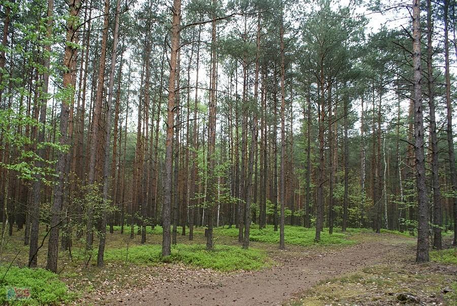 W lesie koło Małecza