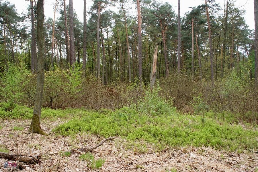 Przed stanowiskiem różaneczników w Rezerwacie